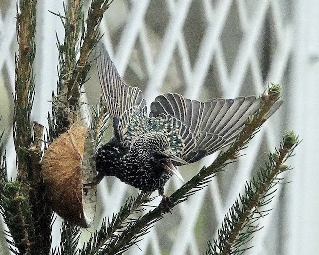 starling